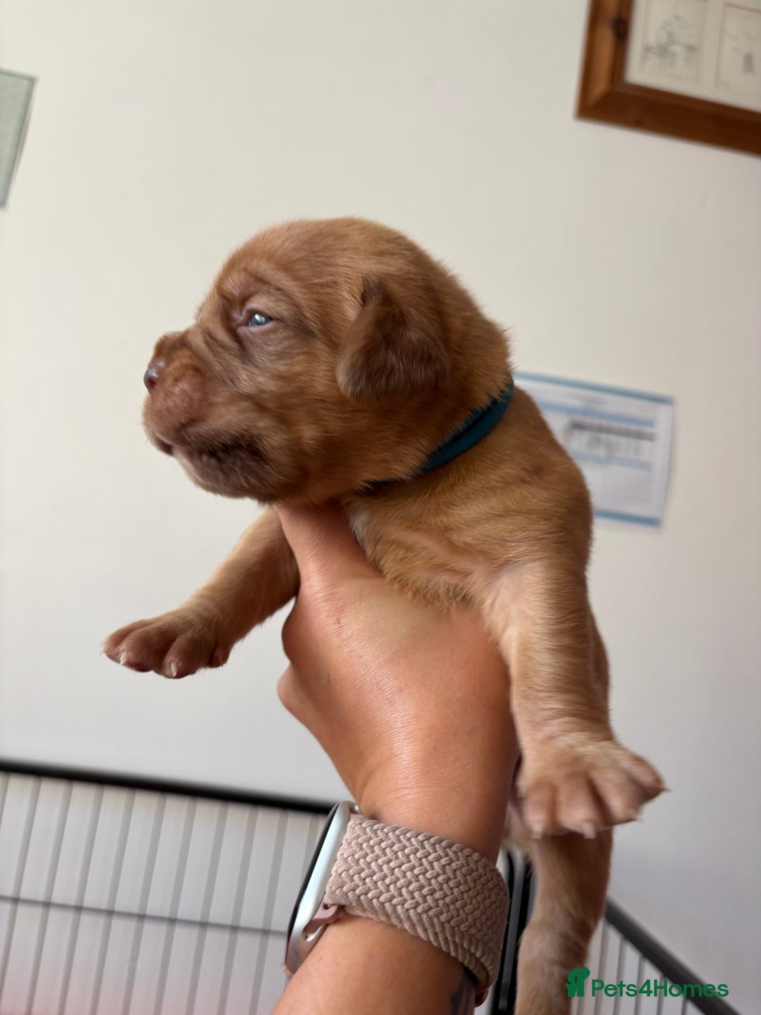 Dogue De Bordeaux dogs for sale: KC reg Dogue de Bordeaux puppies  - Image 23