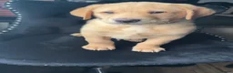 Labrador Retriever dogs for sale: Kc Reg Fox red Labradors - Advert 15