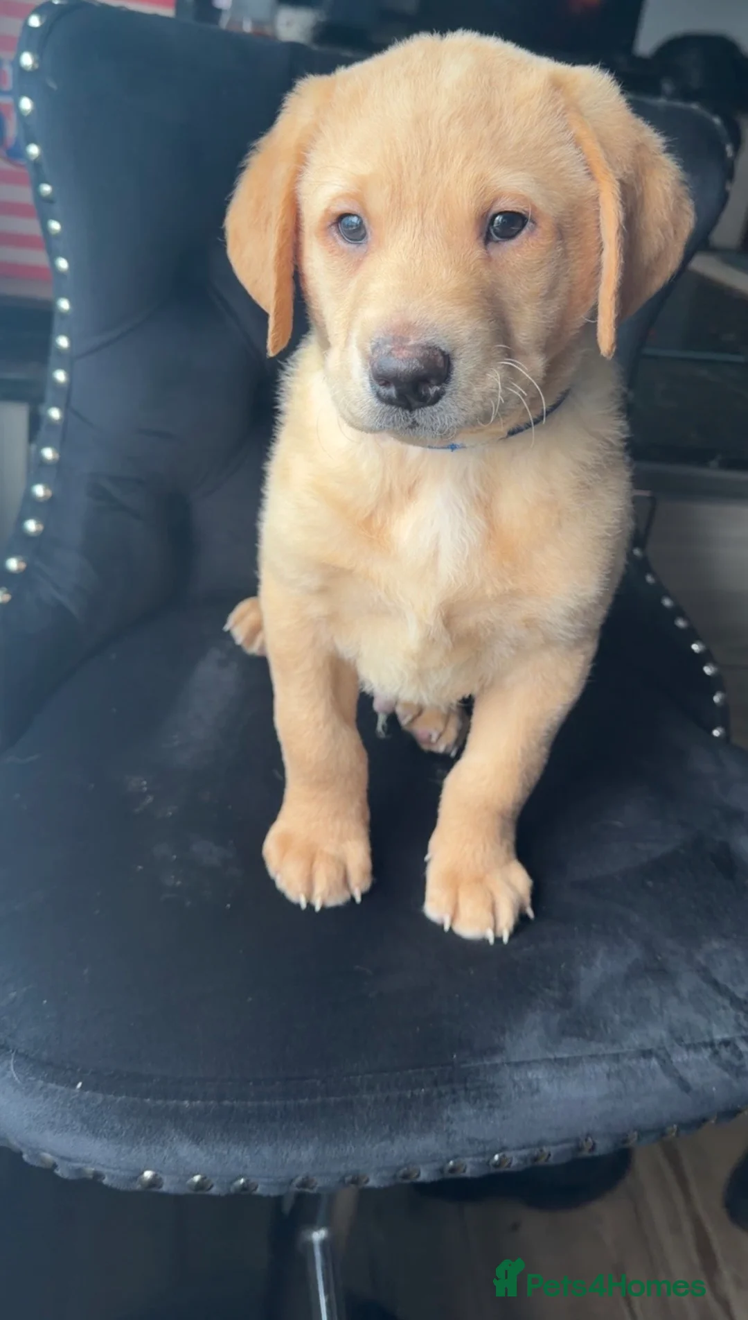 Labrador Retriever dogs for sale: Kc Reg Fox red Labradors - Advert 15