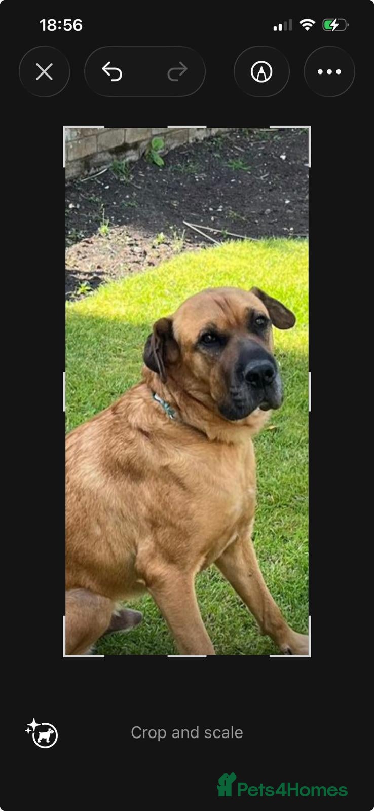 Mixed Breed dogs A loving home for wonderful Koby 🌷 🌷  - Advert 1