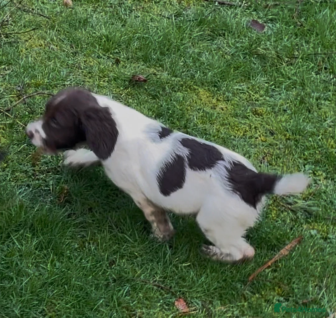 English Springer Spaniel dogs for sale: Dog puppies  - Advert 3