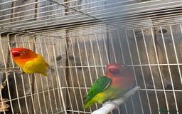 Lovebirds birds for sale: Breeding pair  - Advert 10