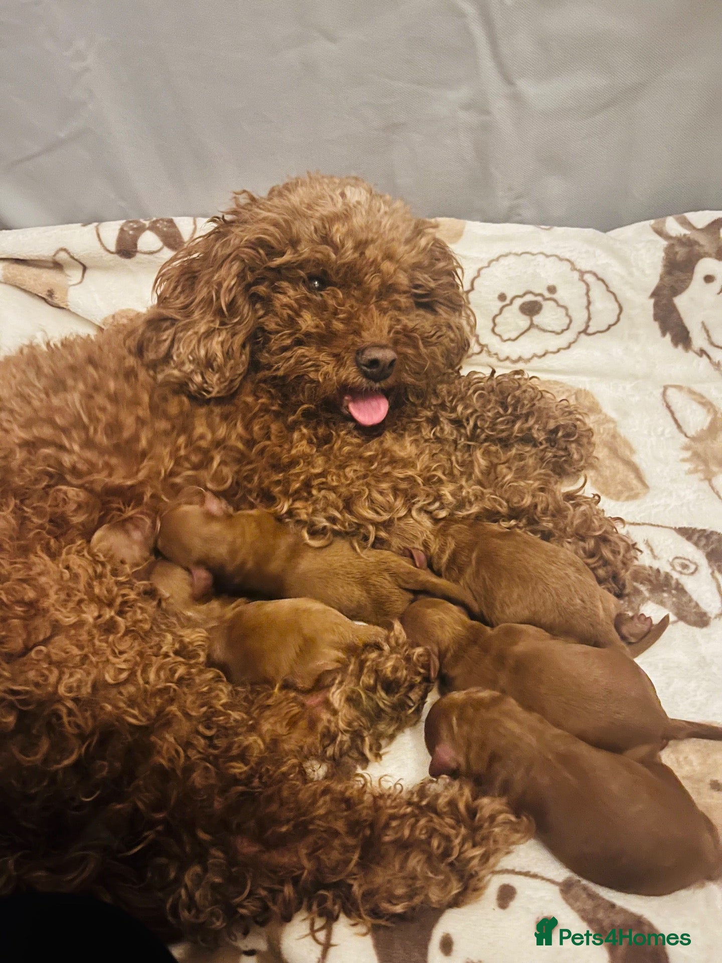 Cavapoo dogs F1B Cavapoo Puppies 🐶 - Advert 7