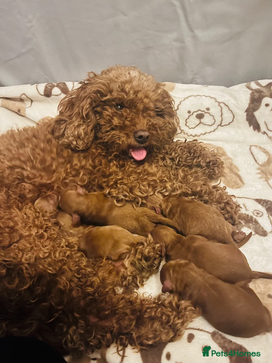 Cavapoo dogs for sale: F1B Cavapoo Puppies 🐶 in Alnwick - Advert 1