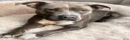 Staffordshire Bull Terrier dogs for sale: Adorable Puppies Looking For Their Forever Homes - Advert 3