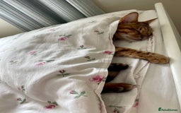 Bengal cats for sale: Bengal cat - Image 9