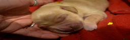 Golden Retriever dogs for sale: Golden Retriever Puppies - Advert 18