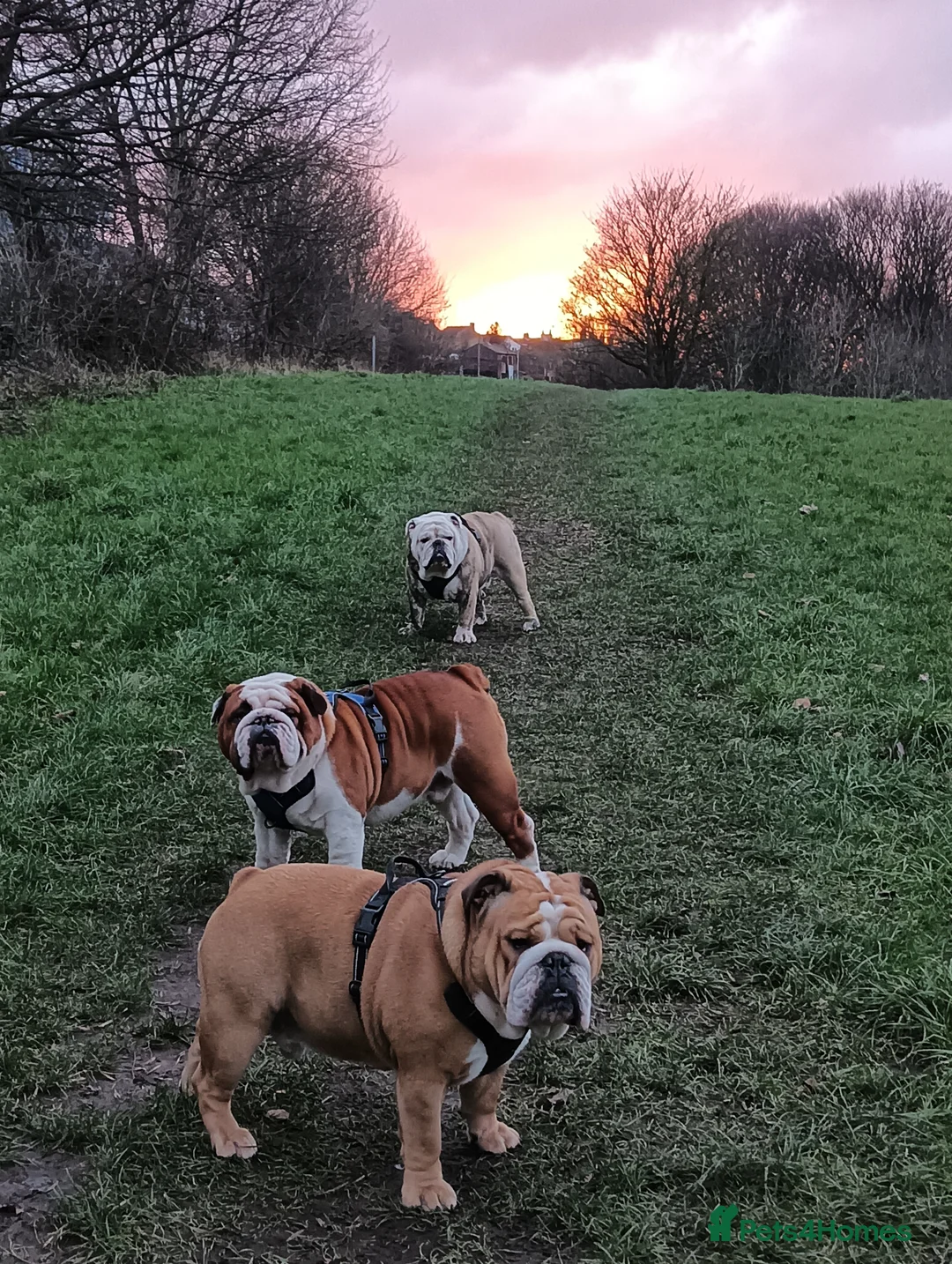 English Bulldog dogs for stud: For Stud: Alfie (Trindle) PROVEN in Brighouse - Advert 6