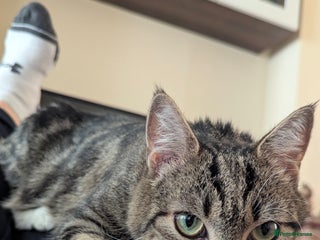 European cats 4 beautiful kittens for sale - Advert 3