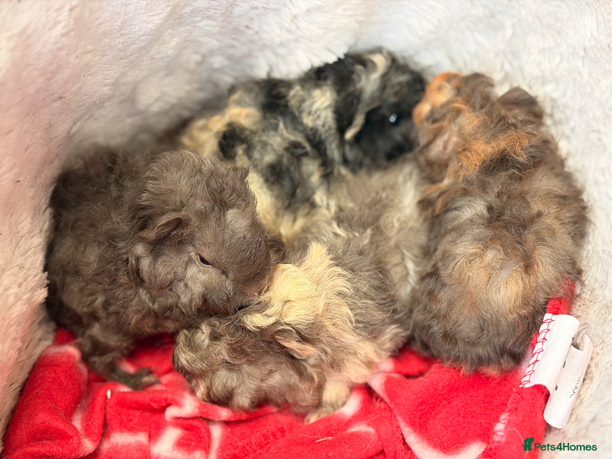 Guinea Pig rodents for sale: BEAUTIFUL BABY BOY GUINEA PIGS - Advert 26