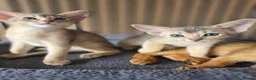 Abyssinian cats for sale: Beautiful Abyssinian Kitten  - Advert 13
