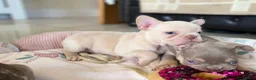 French Bulldog dogs for sale: TOP QUALITY FRENCH BULLDOG PUPPIES  - Advert 21