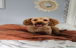 Toy Poodle dogs for sale: Leo sweet boy - Image 2