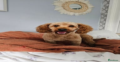 Toy Poodle dogs - Advert 13