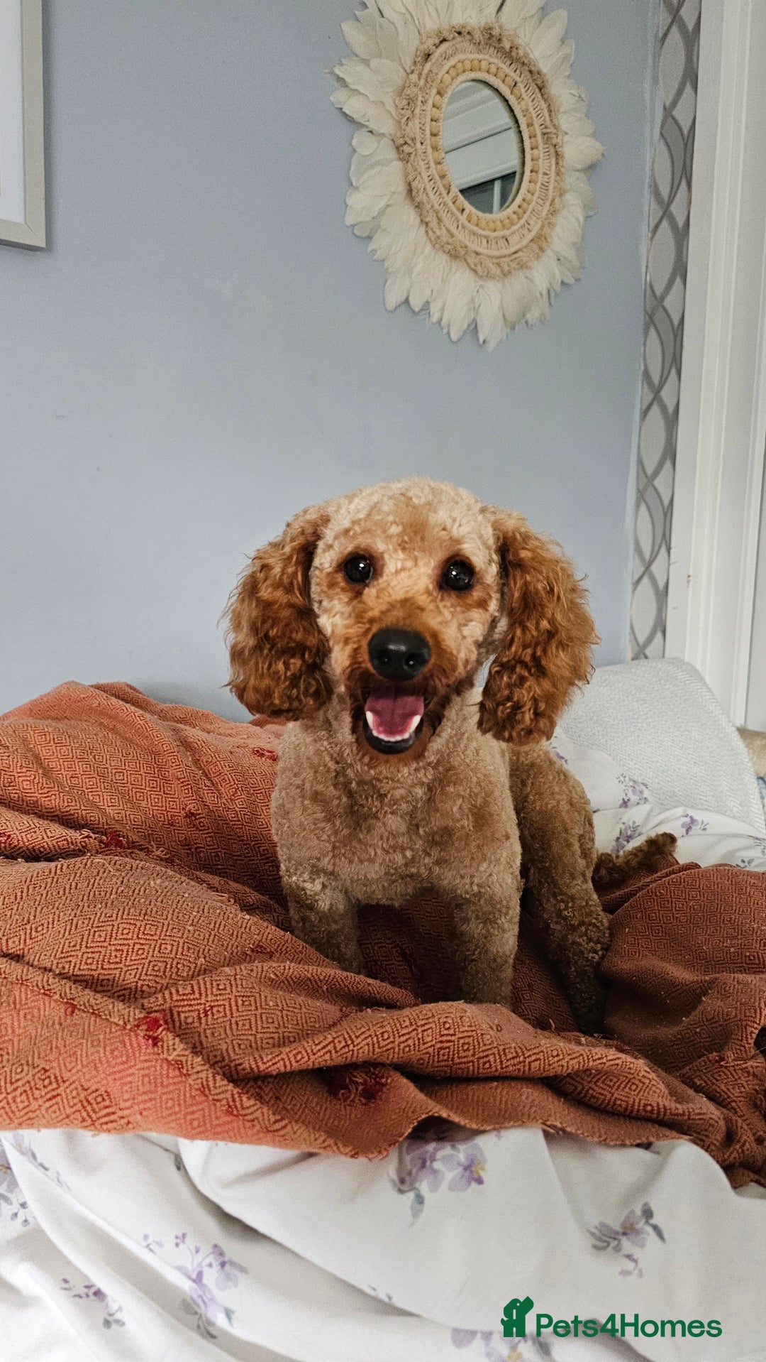 Toy Poodle dogs for sale: Leo sweet boy - Image 2