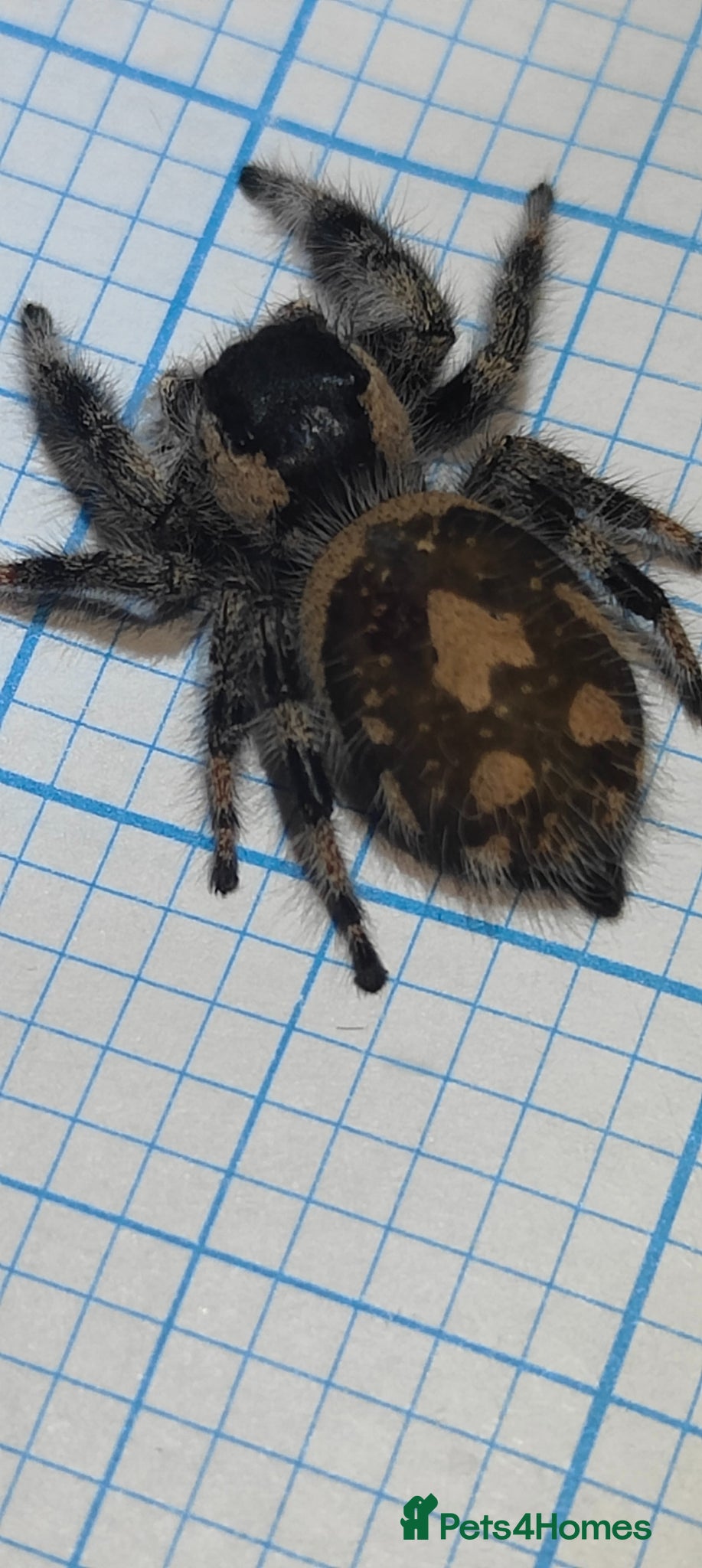 Spiders invertebrates Phidippus regius adult female  - Advert 8