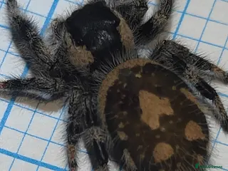 Spiders invertebrates Phidippus regius adult female - Advert 8