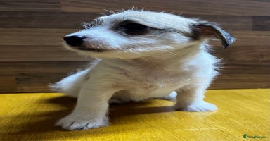 Mixed Breed dogs - Advert 9