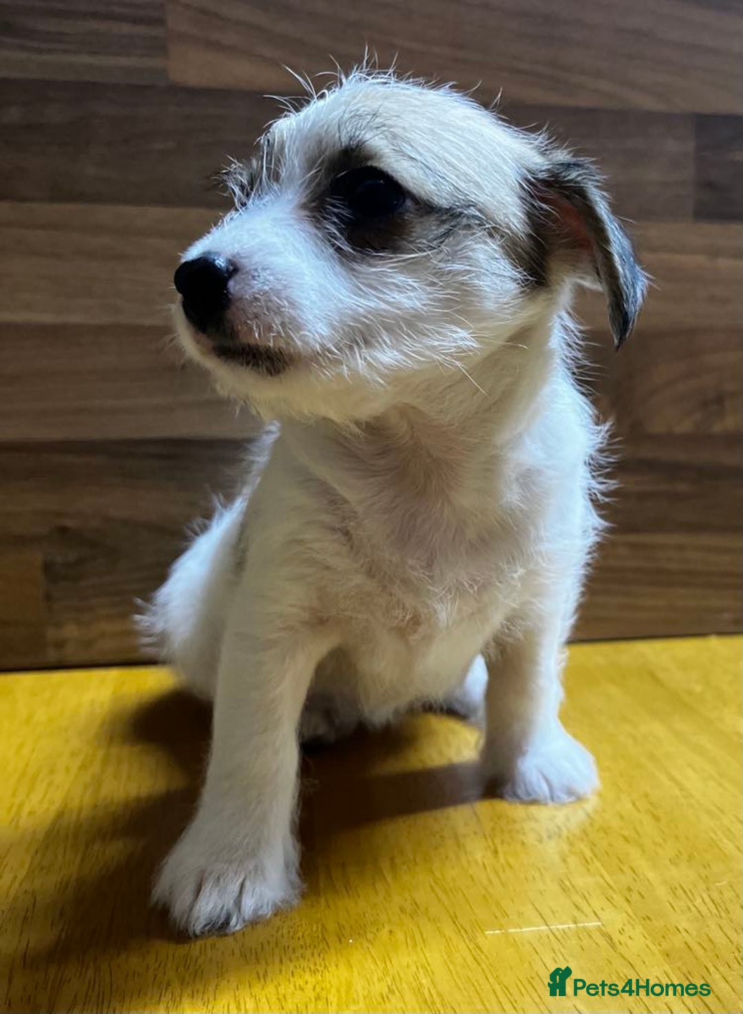 Mixed Breed dogs for sale: Jack Russell with a hint of Bichon Frise. - Image 2