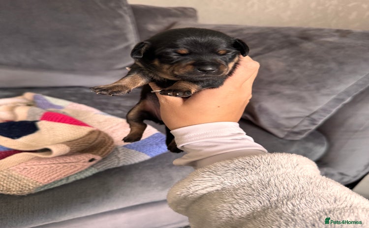 Mixed Breed dogs - Advert 13