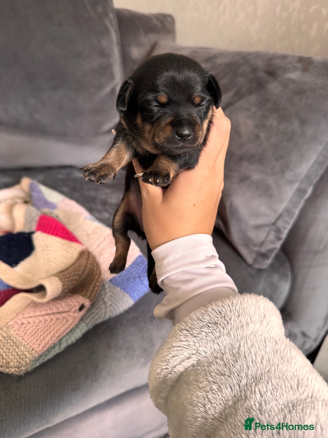Mixed Breed dogs for sale: Mini dachshund x chihuahua  - Image 1