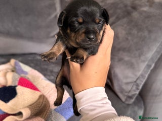 Mixed Breed dogs - Advert 10