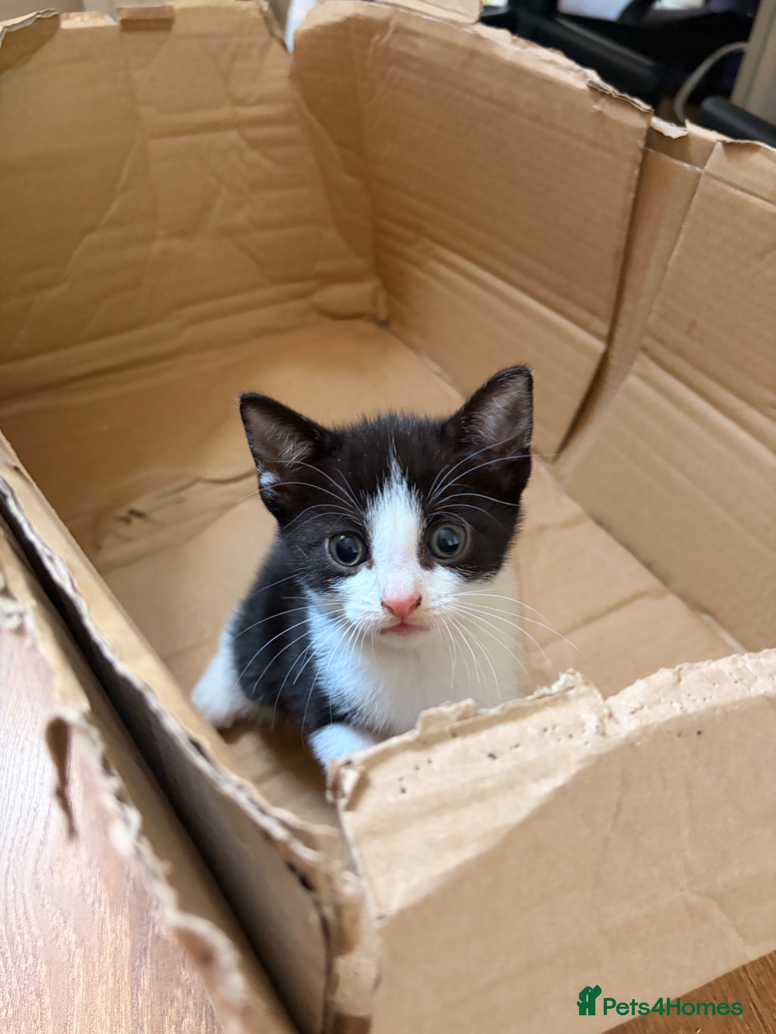 Mixed Breed cats for sale: Beautiful Russian Blue Cross/Snowshoe-Type Kittens - Advert 9