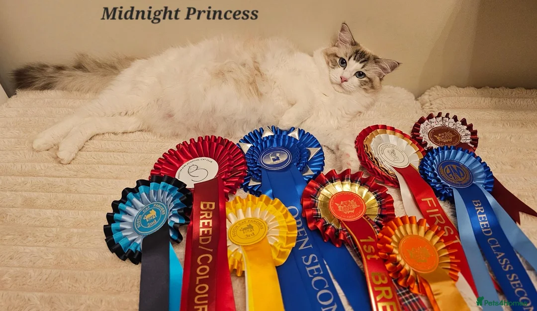 Ragdoll cats for sale: 🏆 GCCF Ragdolls – Championship Bloodlines - Advert 1