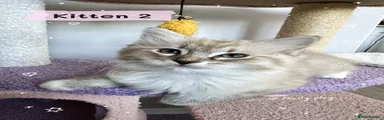 Kitten 2