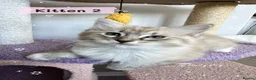 Ragdoll cats for sale: Amazing Ragdoll kittens in Leighton Buzzard - Advert 12