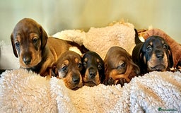 Dachshund dogs for sale: 5 adorable smooth haired dachshund puppies - Image 11