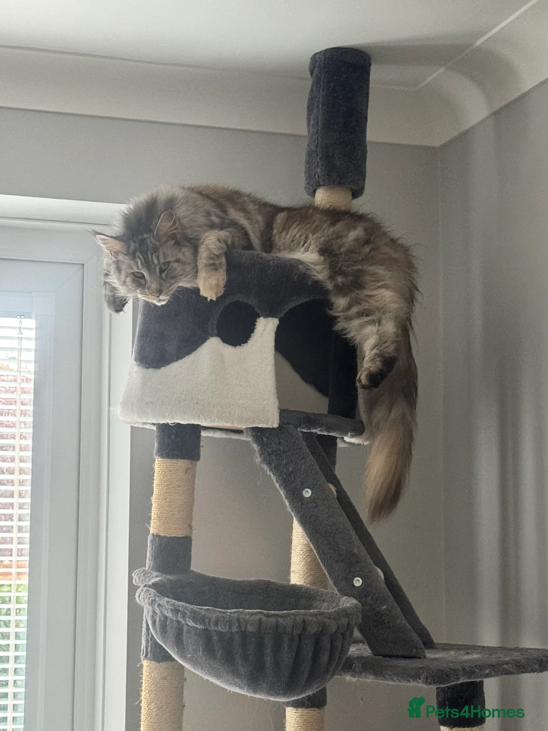 Maine Coon cats for sale: Beautiful Tilly looking for her perfect home  in Bracknell - Advert 4