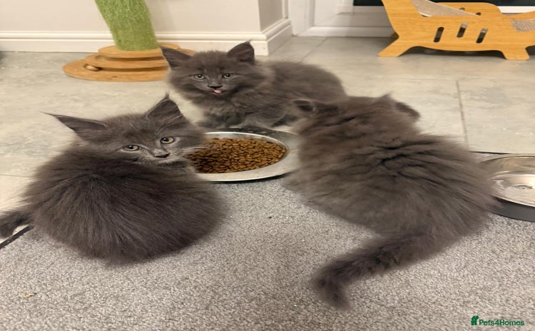 Maine Coon cats - Advert 13