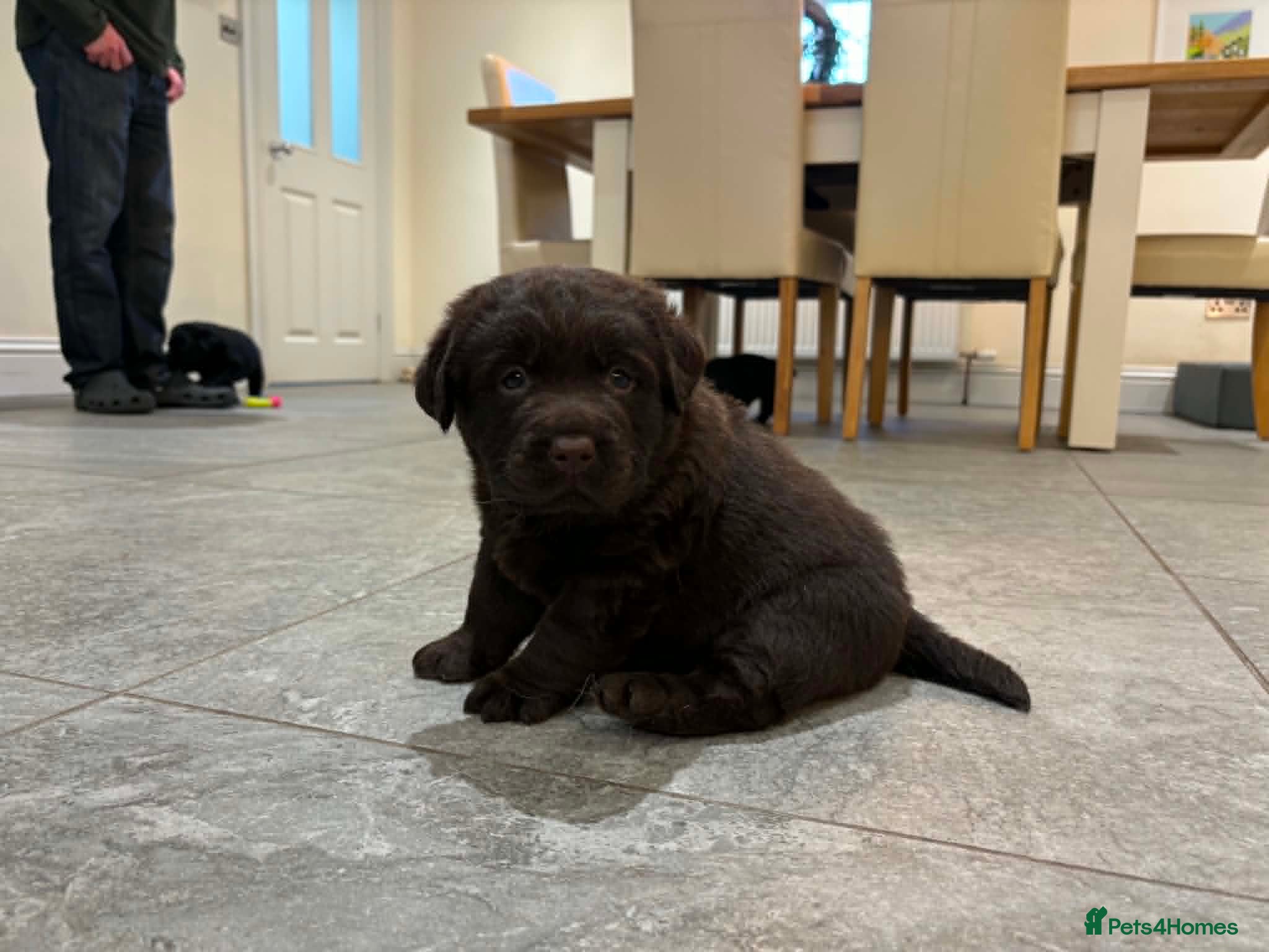 Labrador Retriever dogs KC registered Labradors - Advert 17
