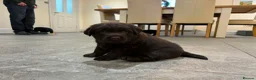 Labrador Retriever dogs for sale: KC registered Labradors - Advert 1