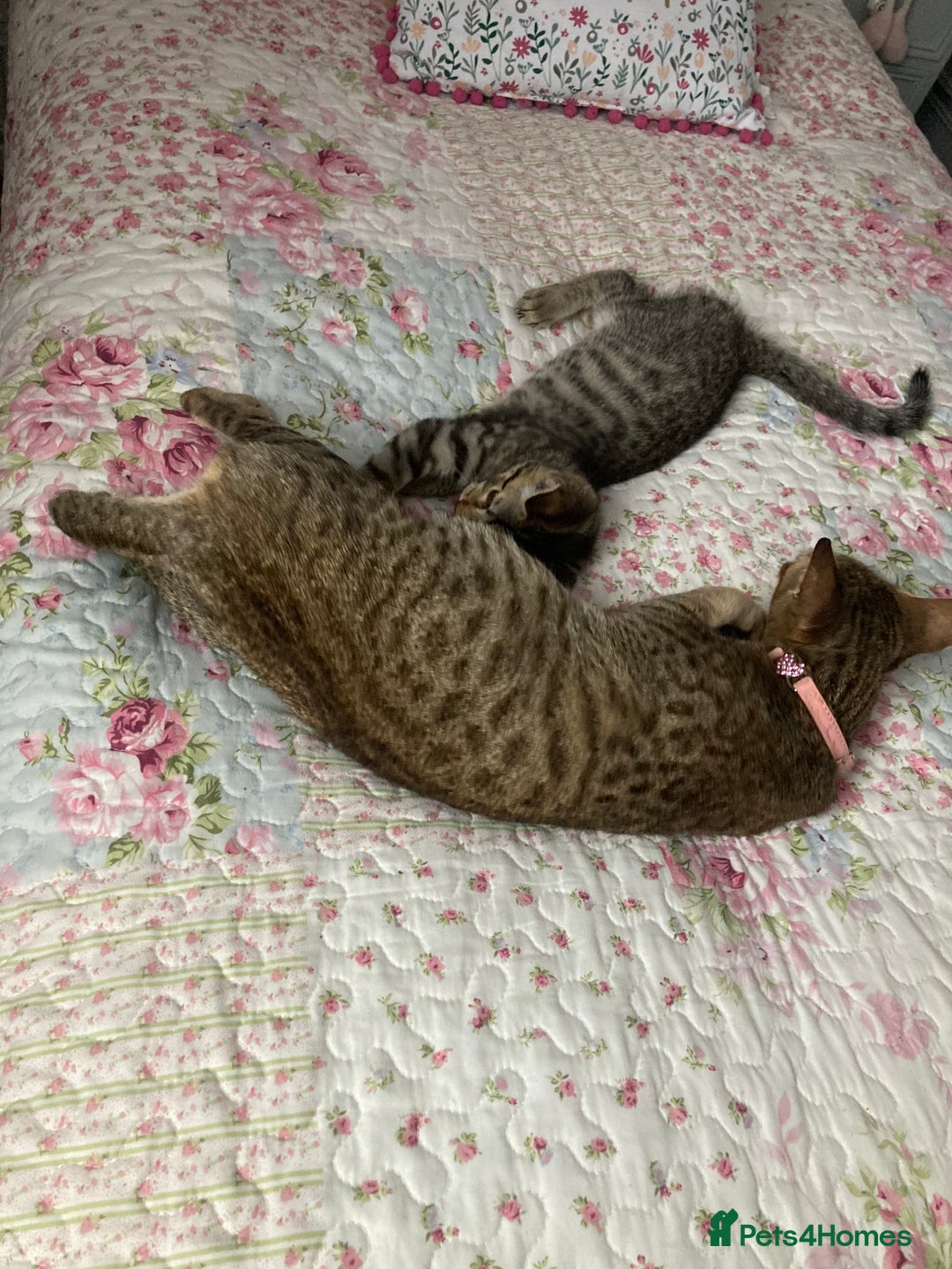 Savannah cats for sale: Beautiful Male Savannah Kitten for sale - Advert 4