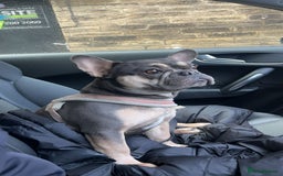 French Bulldog dogs for sale: 3 year old female French bulldog - Image 1