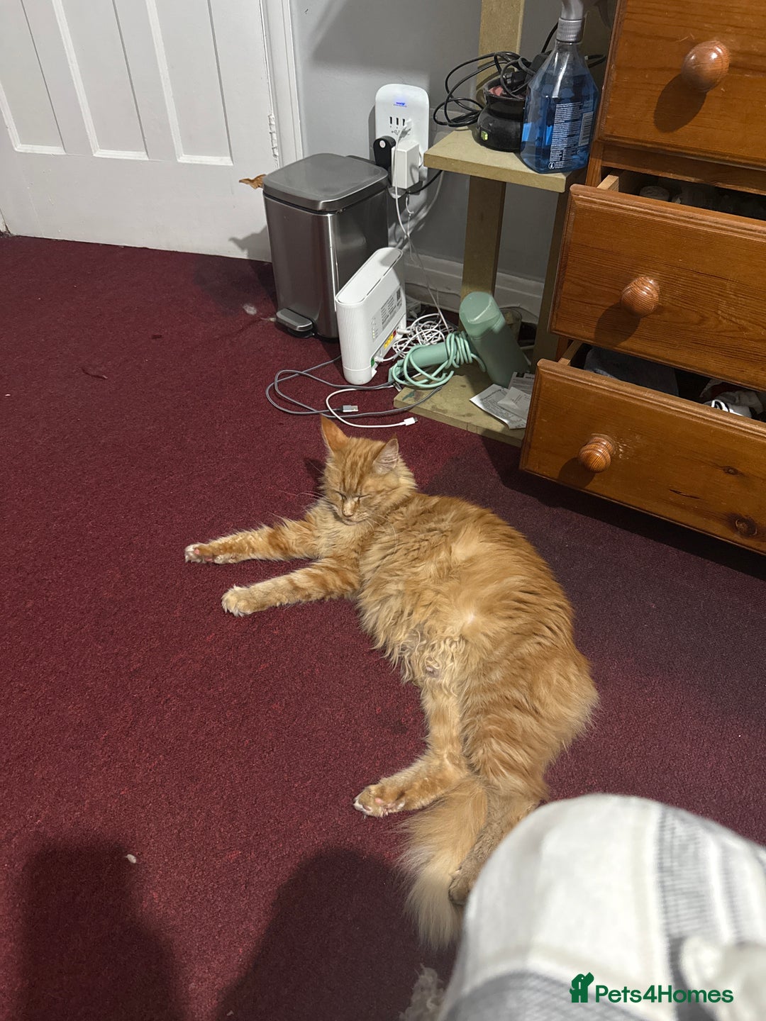 Maine Coon cats for sale: ⭐ TICA Registered Maine Coon Female  - Advert 2