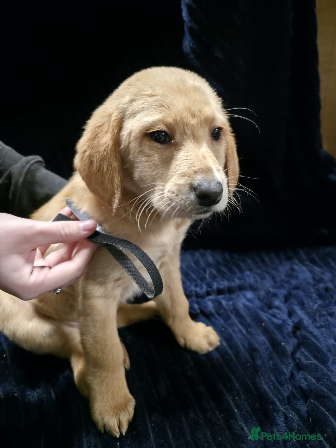 Labrador Retriever dogs for sale: Golden Labrador puppies  - Image 33