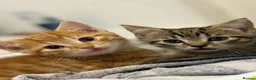 Mixed Breed cats for sale: 2 beautiful male kittens (Ready to leave 15/08) - Advert 8
