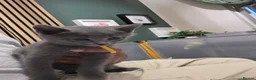 Russian Blue cats for sale: 🐾 All Kittens Reserved 🐾 - Advert 31