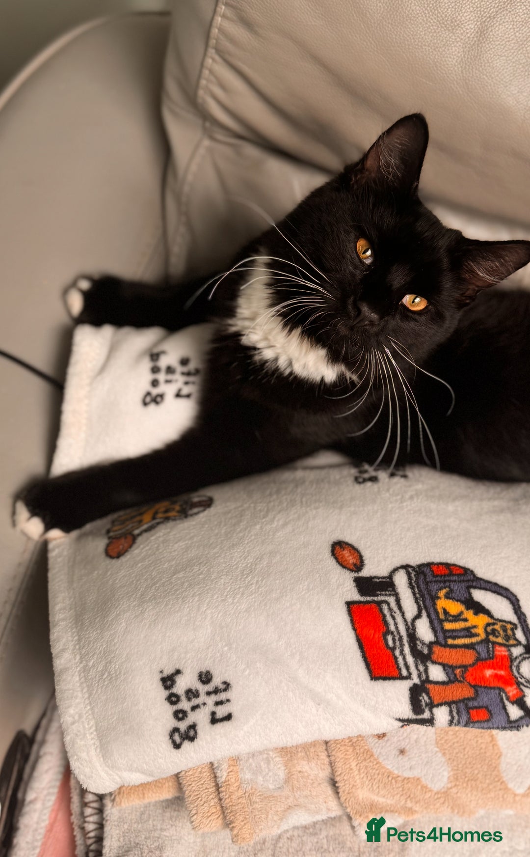 Mixed Breed cats for sale: 🐾 Adorable Kittens for Sale 🐾 - Advert 6