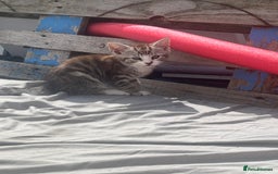 Mixed Breed cats for sale: 3 beautiful kittens - Image 4