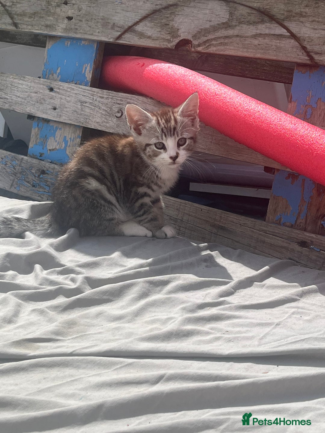 Mixed Breed cats for sale: 3 beautiful kittens - Image 4