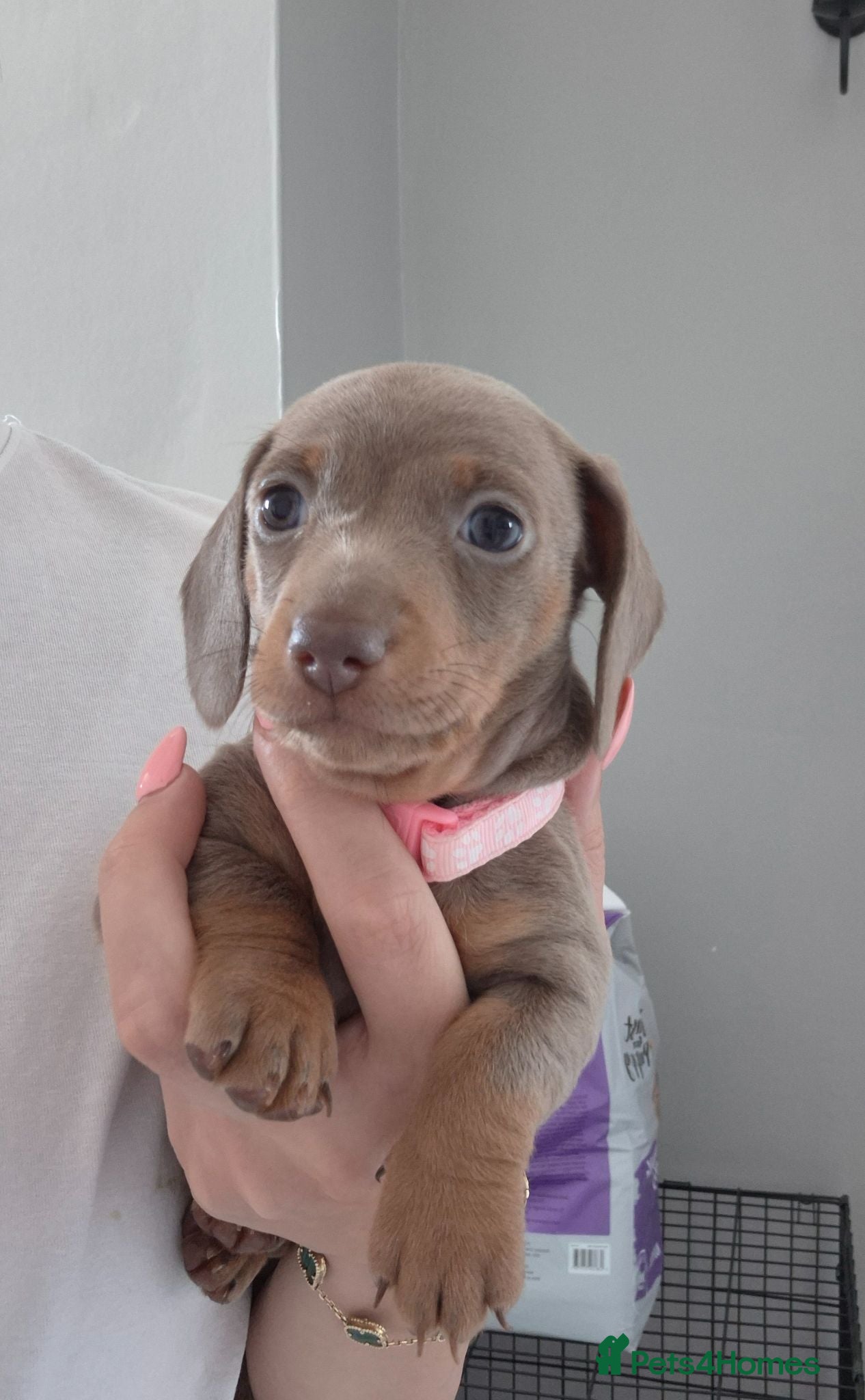 Miniature Dachshund dogs Miniature Dachshund Puppies for Sale 🐾 - Advert 5