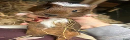 Guinea Pig rodents for sale: Baby Guinea pigs  - Advert 8