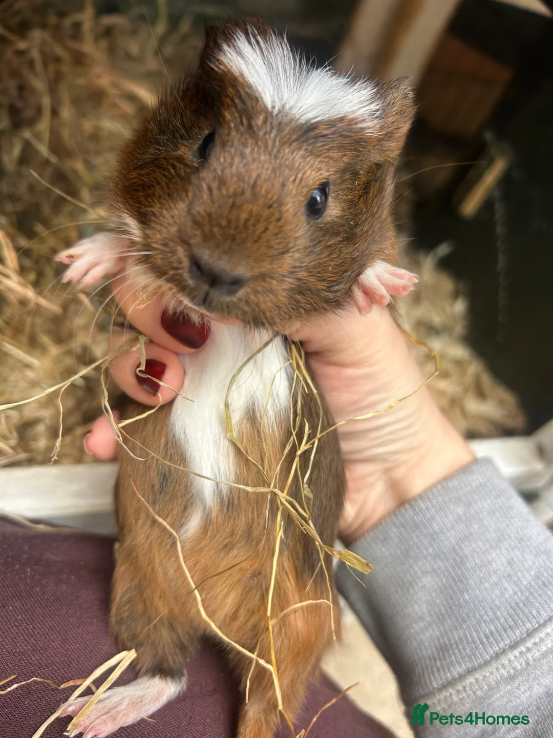Guinea Pig rodents for sale: Baby Guinea pigs  - Advert 8