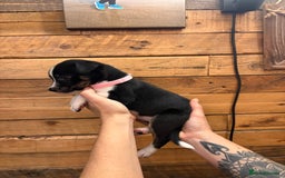 Mixed Breed dogs for sale: Staff/lab/collie pups  - Advert 14