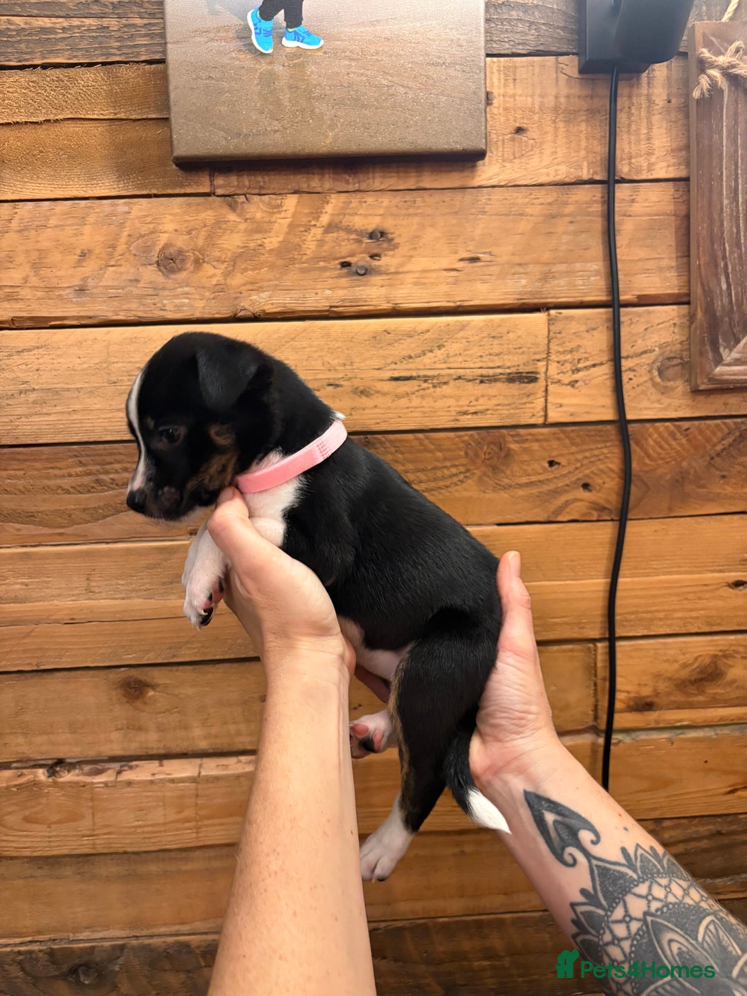 Mixed Breed dogs for sale: Staff/lab/collie pups  - Advert 14