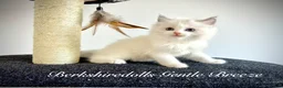 Ragdoll cats for sale: Gorgeous kittens with true ragdoll character - Advert 20